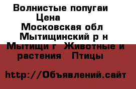 Волнистые попугаи  › Цена ­ 1 500 - Московская обл., Мытищинский р-н, Мытищи г. Животные и растения » Птицы   
